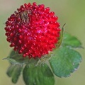 Indische Scheinerdbeere (Potentilla indica)